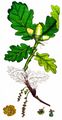Sessile Oak - Quercus petraea (Matt.) Liebl.