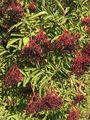 Elder - Sambucus nigra L.