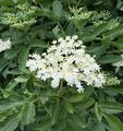 Elder - Sambucus nigra L.