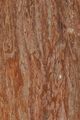 Wellingtonia - Sequoiadendron giganteum (Lindl.) J. Buchholz