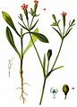 Flaxfield Catchfly - Silene linicola C. C. Gmel.