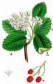  - Sorbus subg. Aria 
