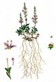 Wald-Ehrenpreis - Veronica officinalis L.