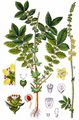 Agrimony - Agrimonia eupatoria L.