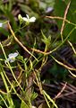 Haller's Rockcress - Arabidopsis halleri (L.) O'Kane & Al-Shehbaz