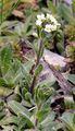 Doldige Gänsekresse - Arabis ciliata Clairv.