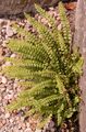 Grüner Streifenfarn - Asplenium viride Huds.