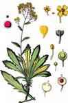Felsen-Steinkraut - Aurinia saxatilis (L.) Desv. 