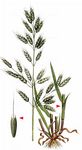 Weiche Trespe - Bromus hordeaceus L. 
