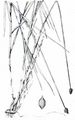 Fadenwurzelige Segge - Carex chordorrhiza L. f.