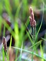 Dünnährige Segge - Carex strigosa Huds.