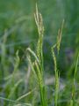 Wald-Segge - Carex sylvatica Huds.
