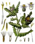 Benediktenkraut - Centaurea benedicta (L.) L. 
