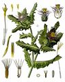 Blessed Thistle - Centaurea benedicta (L.) L.