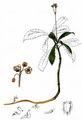 Pipsissewa - Chimaphila umbellata (L.) W. P. C. Barton
