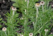 Yellow Chamomile - Cota tinctoria (L.) J. Gay