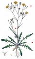 Narrow-Leaved Hawk's-Beard - Crepis tectorum L.