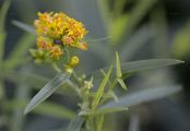 Grasblättrige Goldrute - Euthamia graminifolia (L.) Nutt.