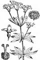 Waldmeister - Galium odoratum (L.) Scop.