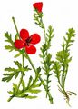 Red Horned-Poppy - Glaucium corniculatum (L.) Rudolph