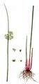 Flatter-Binse - Juncus effusus L.