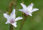 Schmalblättriger Lein - Linum tenuifolium L.
