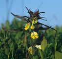 Common Cow-Wheat - Melampyrum pratense L.