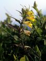 Common Cow-Wheat - Melampyrum pratense L.