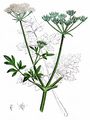 Garden Parsley - Petroselinum crispum (Mill.) Fuss