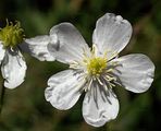 Platanenblättriger Hahnenfuß - Ranunculus platanifolius L.