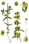 Kleiner Klappertopf - Rhinanthus minor L. 