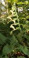 Sticky Clary - Salvia glutinosa L.