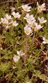 Furchen-Steinbrech - Saxifraga exarata Vill.