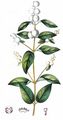 Snowberry - Symphoricarpos albus (L.) S. F. Blake