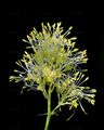 Shining Meadow-Rue - Thalictrum lucidum L.