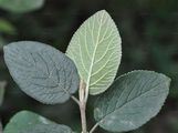 Wayfaring-Tree - Viburnum lantana L.