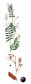 Hairy Tare - Vicia hirsuta (L.) Gray