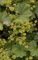 Rotscheidiger Frauenmantel - Alchemilla rubristipula Buser