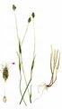 Rendle's Meadow Foxtail - Alopecurus rendlei Eig