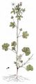 Rough Marsh-Mallow - Althaea hirsuta L.