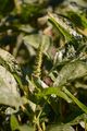 Common Amaranth - Amaranthus retroflexus L.