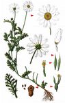 Acker-Hundskamille - Anthemis arvensis L. 