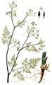 Hunds-Kerbel - Anthriscus caucalis M. Bieb.