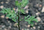 Gewöhnlicher Beifuß - Artemisia vulgaris L.