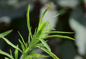 Summer-Cypress - Bassia scoparia (L.) A. J. Scott