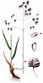 Quaking-Grass - Briza media L.