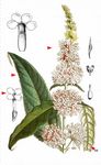 Schmetterlingsstrauch - Buddleja davidii Franch. 
