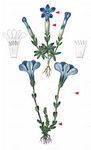 Bayerischer Enzian - Gentiana bavarica L. 