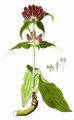 Ungarischer Enzian - Gentiana pannonica Scop.