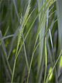 Reed Sweet-Grass - Glyceria maxima (Hartm.) Holmb.